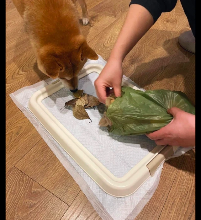 小区被封了，主人特意在家里营造了一片户外景观，让狗狗上厕所！