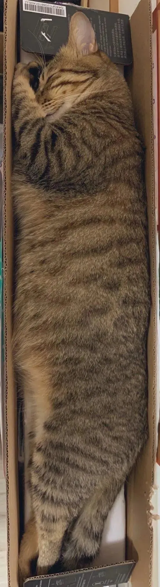 虎斑猫窝在长形纸箱，看起来像极了一条虎皮蛋糕！