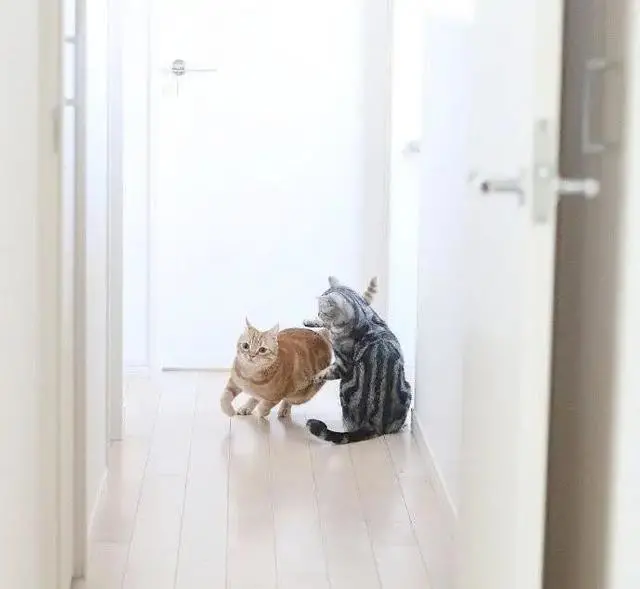 为什么越来越多的人“养猫”？看完你就知道原因了