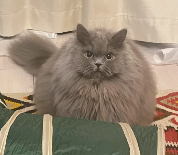 超级肉丸变身三角饭团～