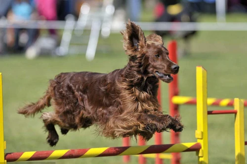 爱尔兰水猎犬修剪趾甲