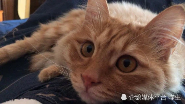 你以为猫咪的视力很好吗？其实不然，它的视力可能还没你好！