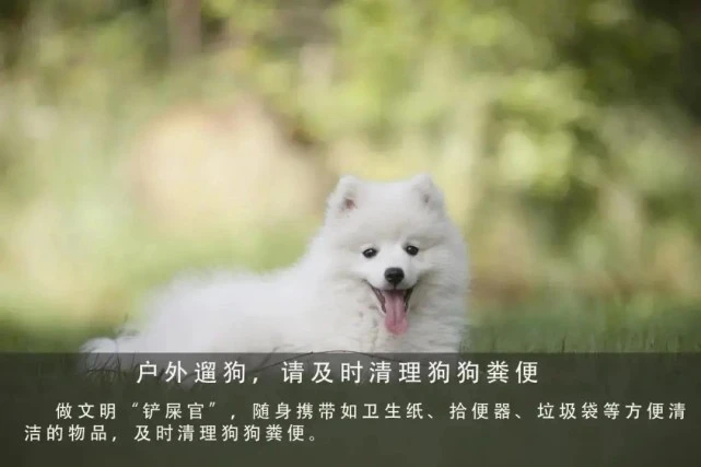 关于厦门市狗证如何办理问题，厦门官方答复：每人每户限养一只