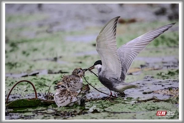 大自然发生的这一幕，让我想起妈妈对我的好