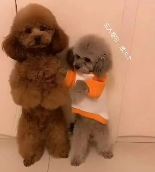 灰泰迪犯错让同伴背锅，狗子委屈的都快“哭”了：不是我