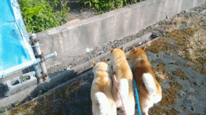 养了三只柴犬，日常生活就像连连看一样，哈哈哈！