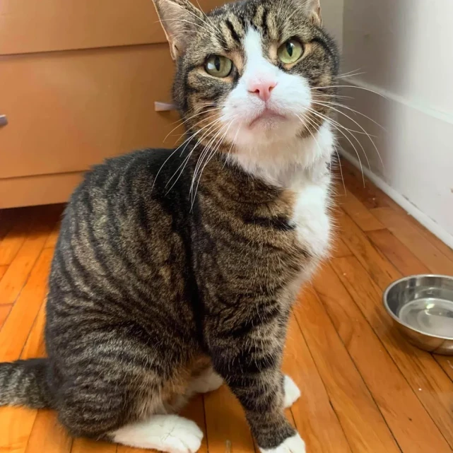 猫趣｜缘不可挡，流浪九年的老猫，最终还是和有缘人走在了一起