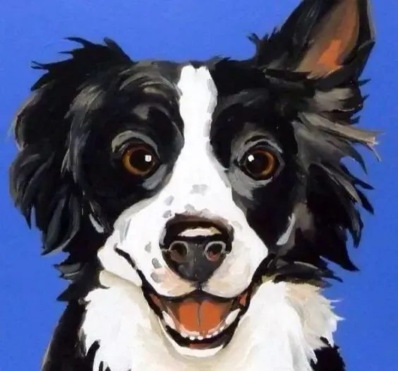 边牧专栏丨边境牧羊犬开心时的几个表现