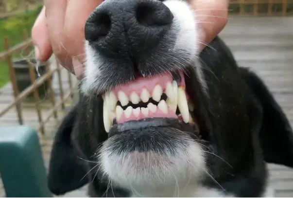 狗狗有这几种特征，说明它缺钙了，需要补充钙质！