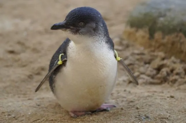 小蓝企鹅体型圆矮！眼神却藏王霸气