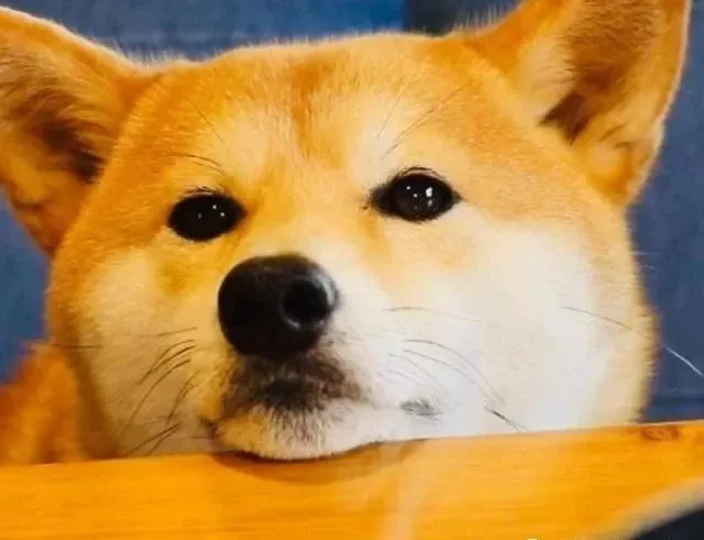 柴犬趴在台上讨吃的样子惹人疼，瞧瞧这眼神……