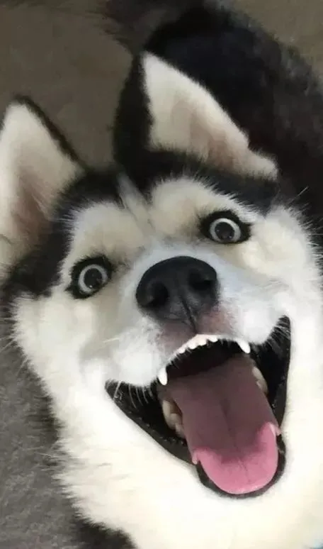 二哈合辑……不犯二……怎么叫哈奇士呢对吧​​​​！