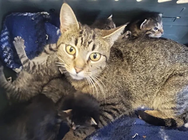 猫趣｜野性十足的狸猫妈妈，为了它的六只小奶猫能够有个家，性情大变