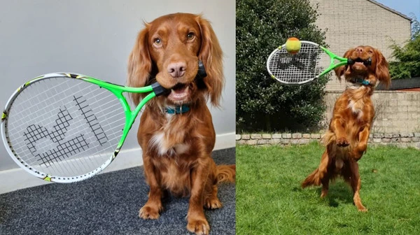 天才可卡犬解锁隐藏技能：和主人一起打网球