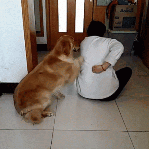 为啥“金毛”越来越多人养？铲屎官：养了才知道“真香”