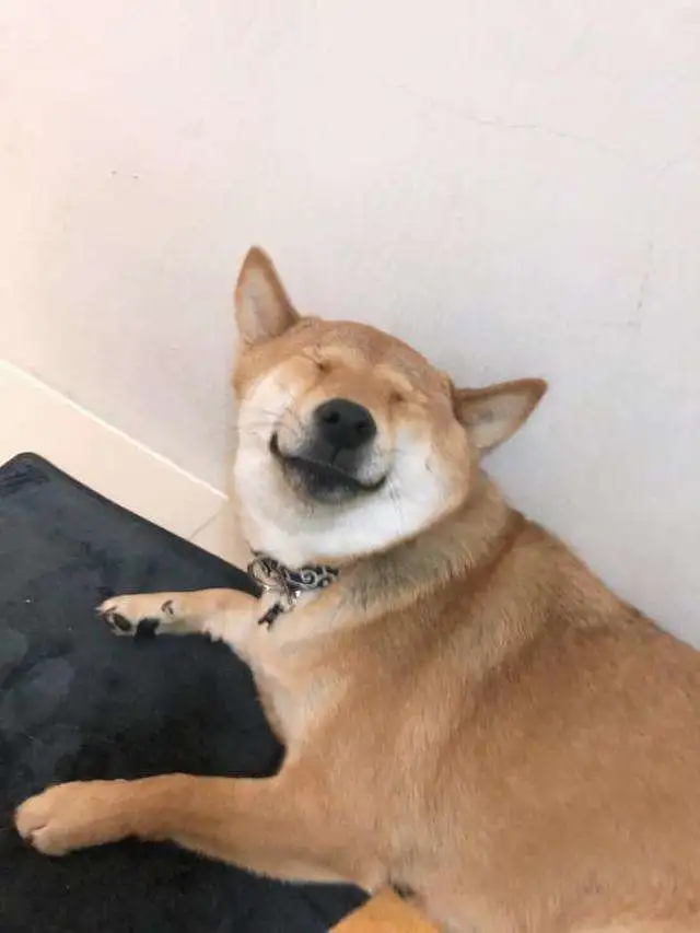 狗狗这些举动，都是在告诉主人：你养狗太失败了！