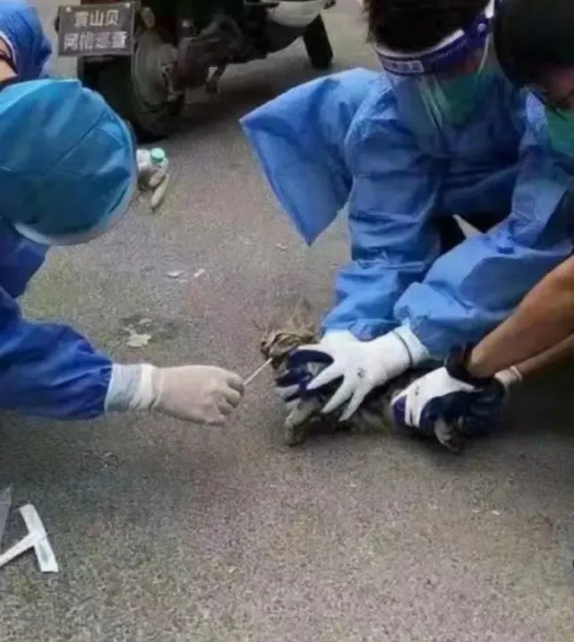 《宝宝们也核酸》希望动物和正常人类能健健康康