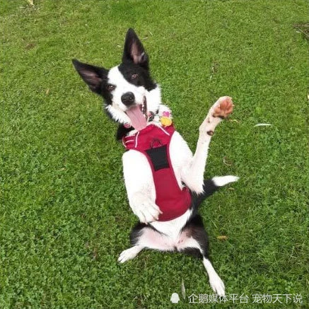 小姐姐养了只“最聪明”边牧，跑丢了还会搭车回家