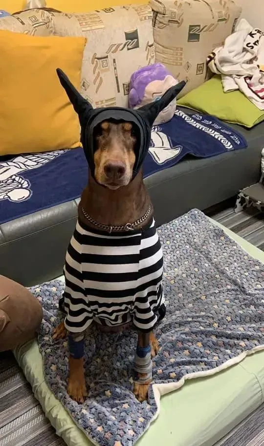 怕杜宾冷，给它做了个耳套，可戴上后……噗哈哈哈哈哈！