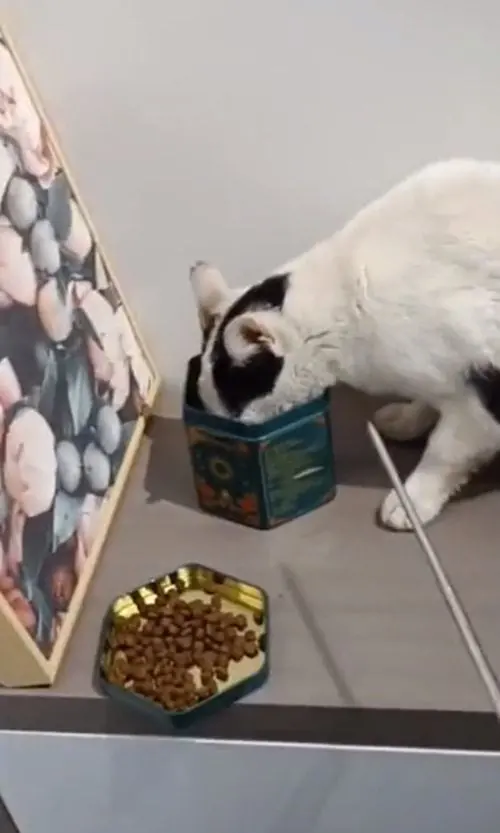 流浪猫挺着大肚子上门求收养，不久后生下5只幼崽：真招财猫呀