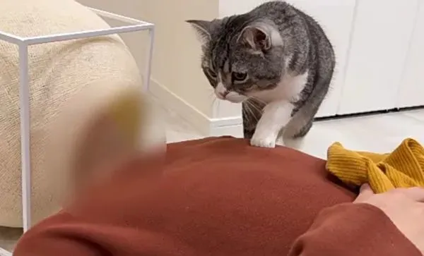 朋友酒醉抢了猫窝，猫都懵了：这是啥情况啊？