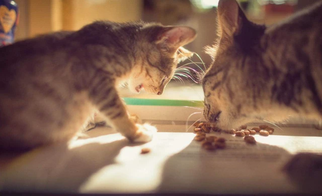 猫咪出现这几种行为，其实是想念主人了，却常常遭人误会……