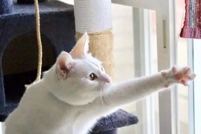 猫咪总喜欢跑酷，你知道是什么意思吗？