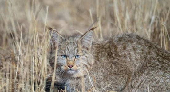 如此可爱的“喵星人”，终究是你得不到的