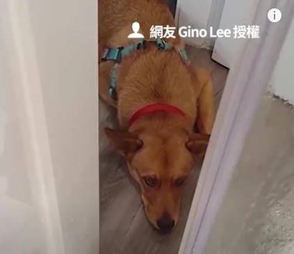 狗狗知道要被送走后，连续一周都在发脾气，离开时却异常安静…