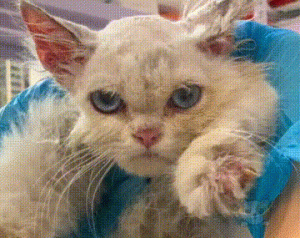 仙女猫流浪在垃圾场，被救后很懂礼貌，好心人：它像落难的公主