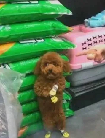 泰迪被众人围观，自己站在角落，一脸无辜表情！