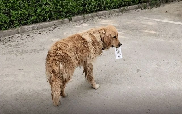 路上捡到这几类狗，请带回家养，它会报答你