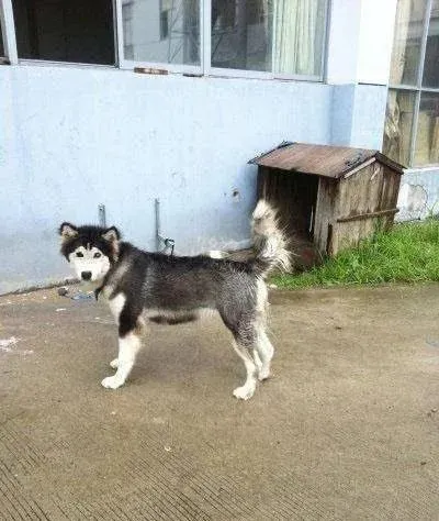 带二哈回家，都说这狗太傻，可这货用自己的方式让全村人刮目相看