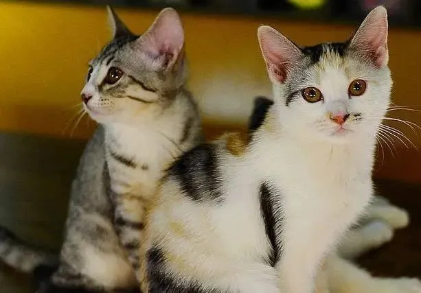 为什么不建议你养“三只猫”，看完你就懂了！