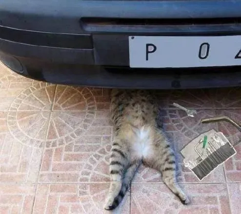 惊现一只“汽车维修猫咪”，动作熟练，猫咪：修好可得给我小鱼干