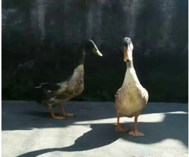 丁家发：宠物鸭被“误杀”获赔，给公众上一课