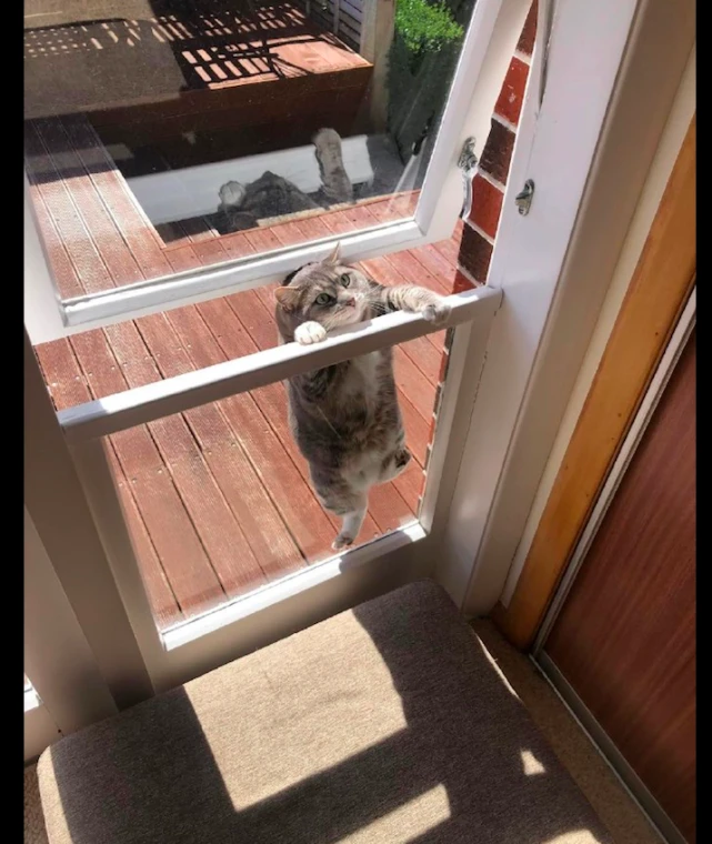 猫咪吃得太胖了，从窗户外跳进来却被卡住，最后的倔强很好笑了！