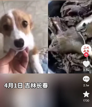 男子居家杀宠物狗解馋，其态度嚣张：谁规定不让吃狗肉了