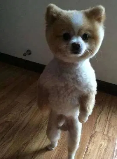 带博美去宠物店剃毛，剃完毛后，狗狗气的站起来示威，主人吓懵