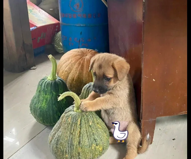 小狗趴在南瓜上面啃，看起来又萌又可爱，我可以看上一天！