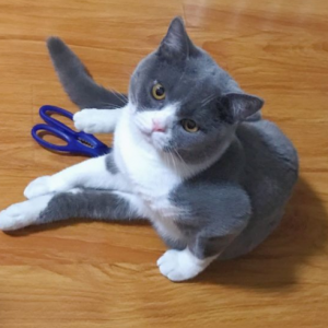 “英短蓝白”为啥越来越多人养？网友：养了就不想换猫了