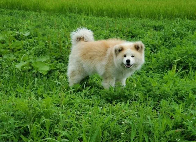 秒懂柴犬和秋田犬的差别！体型个性完全不一样！