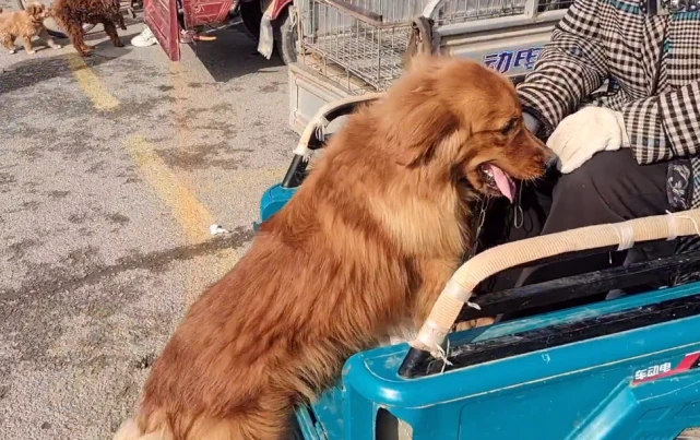 家人外出打工，狗市里粘着主人的金毛获救前，还被大妈抽打