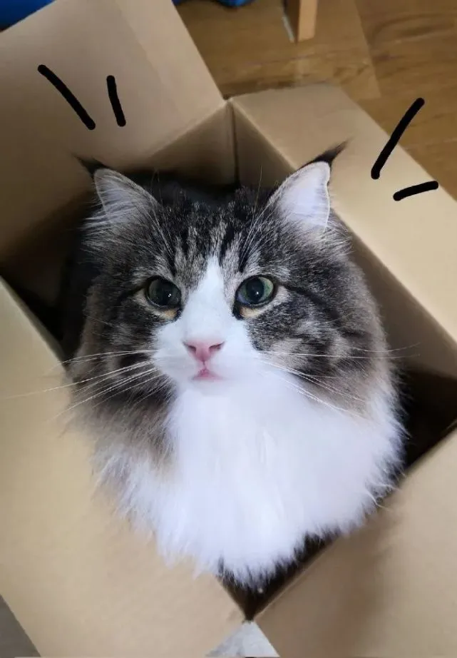 猫毯 毛毯 傻傻分不清楚，呜呜呜可爱