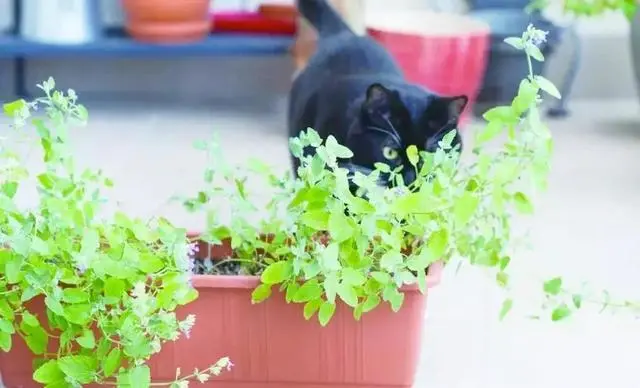 为什么吸食猫薄荷后，猫咪就变得“神志不清”？