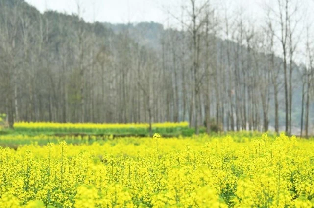 一沐春风万顷黄