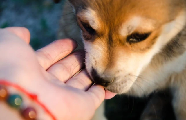 主人抛弃它，它：主人我在等你回来