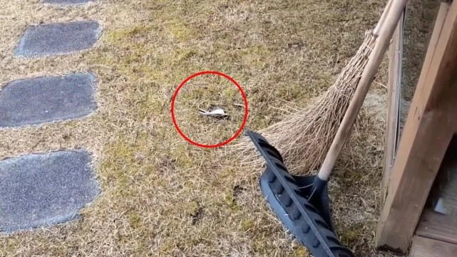 蹭吃蹭喝的流浪猫，为报恩携礼物上门，还把孩子送给人类