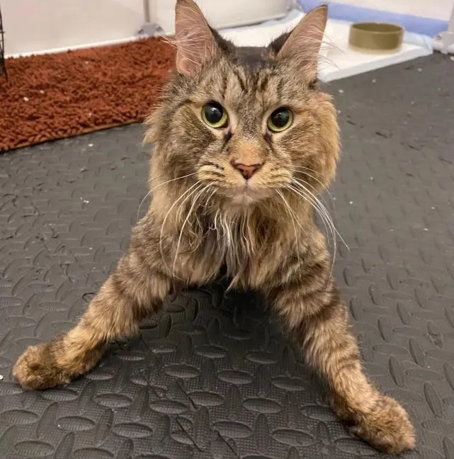 猫趣｜小脑不发达的九岁猫咪，跌跌撞撞地走进新家，还结交了个狗兄弟