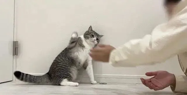 猫咪霸占行李箱抗议，用全身力量表达不想和小奴才分开！